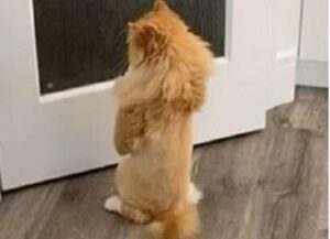 Questo gatto senza zampe ha imparato a camminare come un umano e tutti adesso lo adorano
