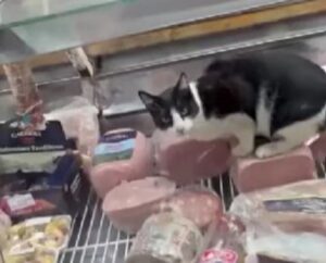 Riprendono un gatto che mangia dentro una salumerie, ma le conseguenze sono disastrose