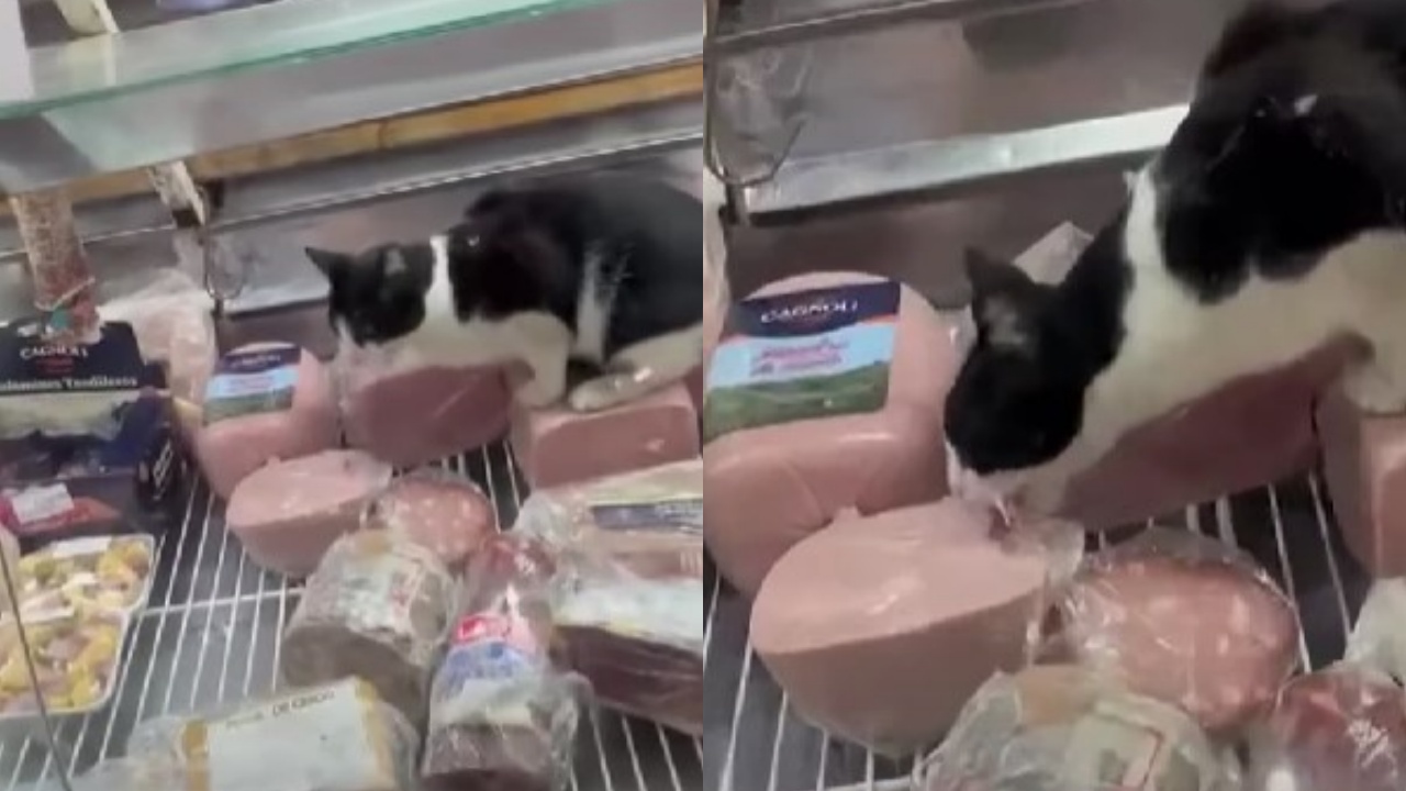 gatto in salumeria