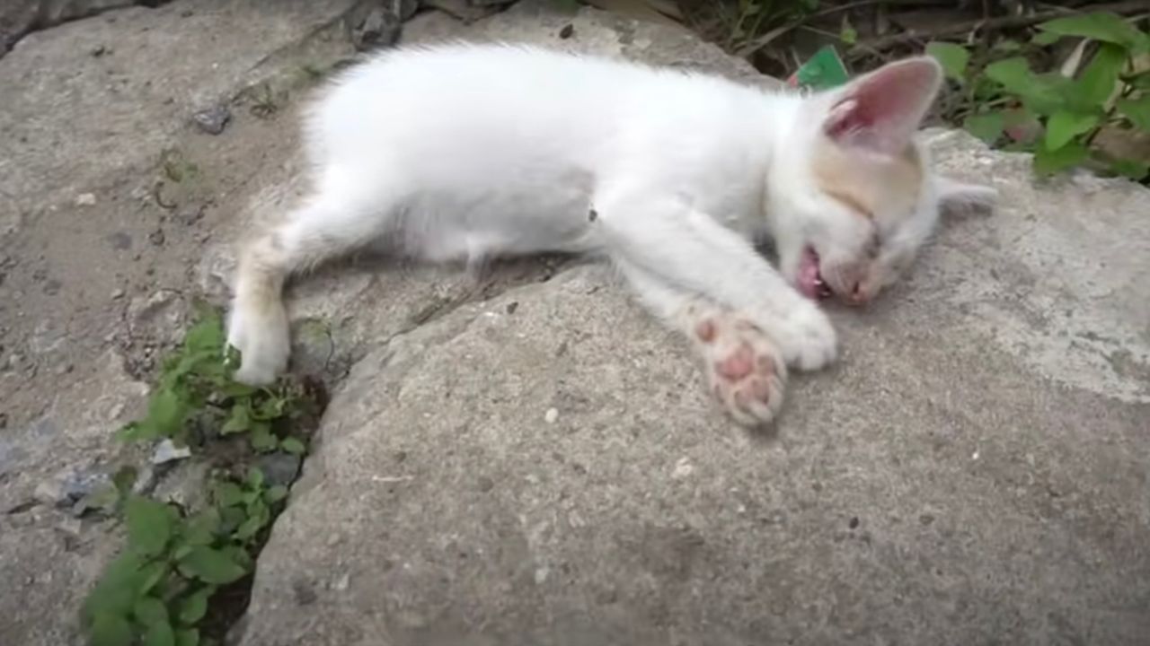 Gattino bianco geme dal dolore