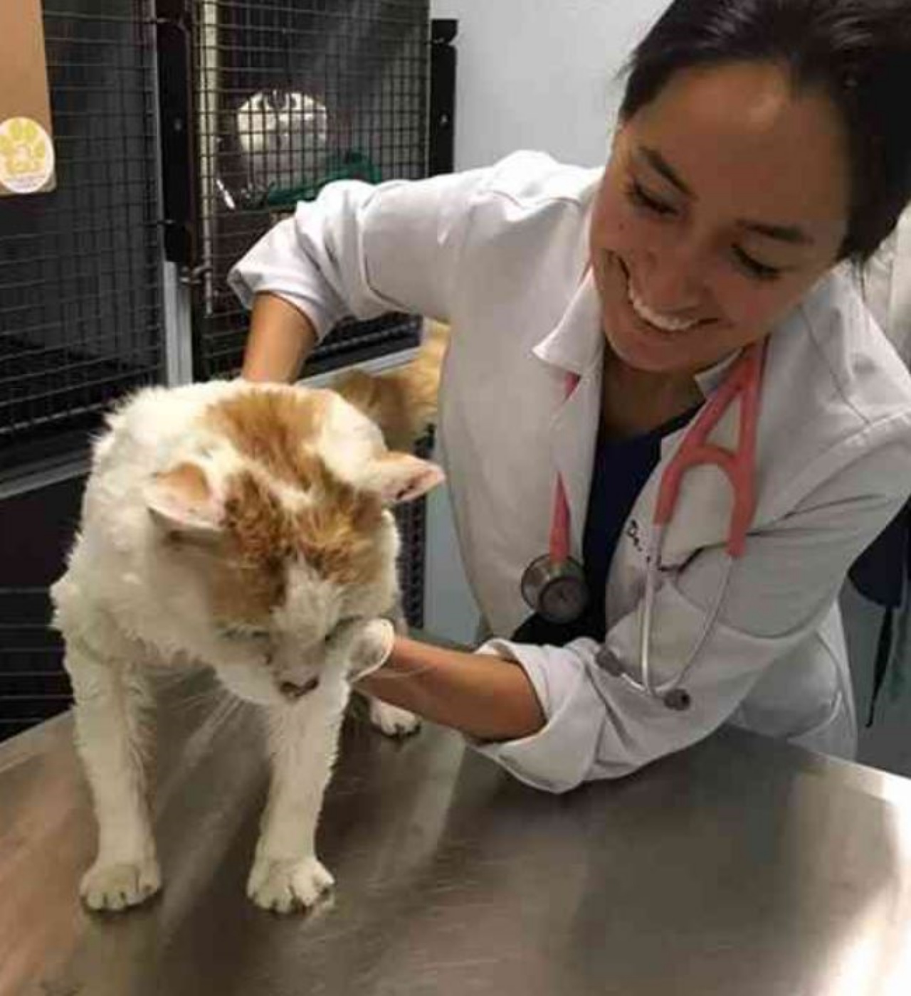 Un gatto con un medico