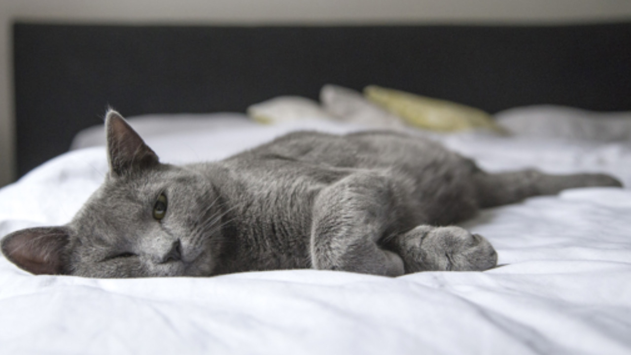 Gatto sul letto