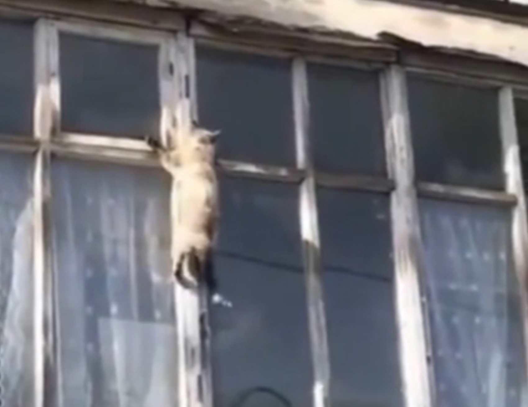 Gatto scala la finestra