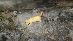 Sotto la pioggia scrosciante, questa piccola gattina era inerme: ma qualcosa è cambiato