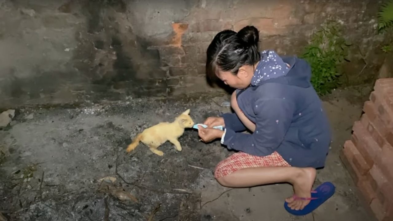 Donna dà da mangiare alla gattina