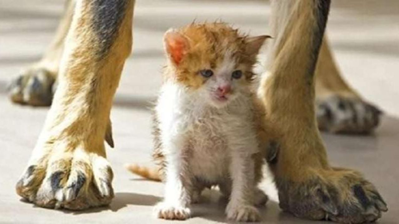 Gattino con un cane