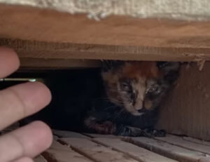 Tutti la facevano soffrire e lei non si fidava più: questa gattina voleva solo scappare lonano
