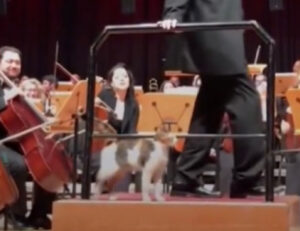 Un gatto star: così il micio si intrufola sul palco, tra i musicisti dell’orchestra. E non se ne va