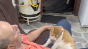 Un uomo si addormenta e il suo gatto teme il peggio: così tenta di “rianimarlo”