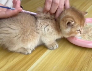 Una “sorpresa” un po’ sgradita: questo gattino viene vaccinato all’improvviso e non gradisce