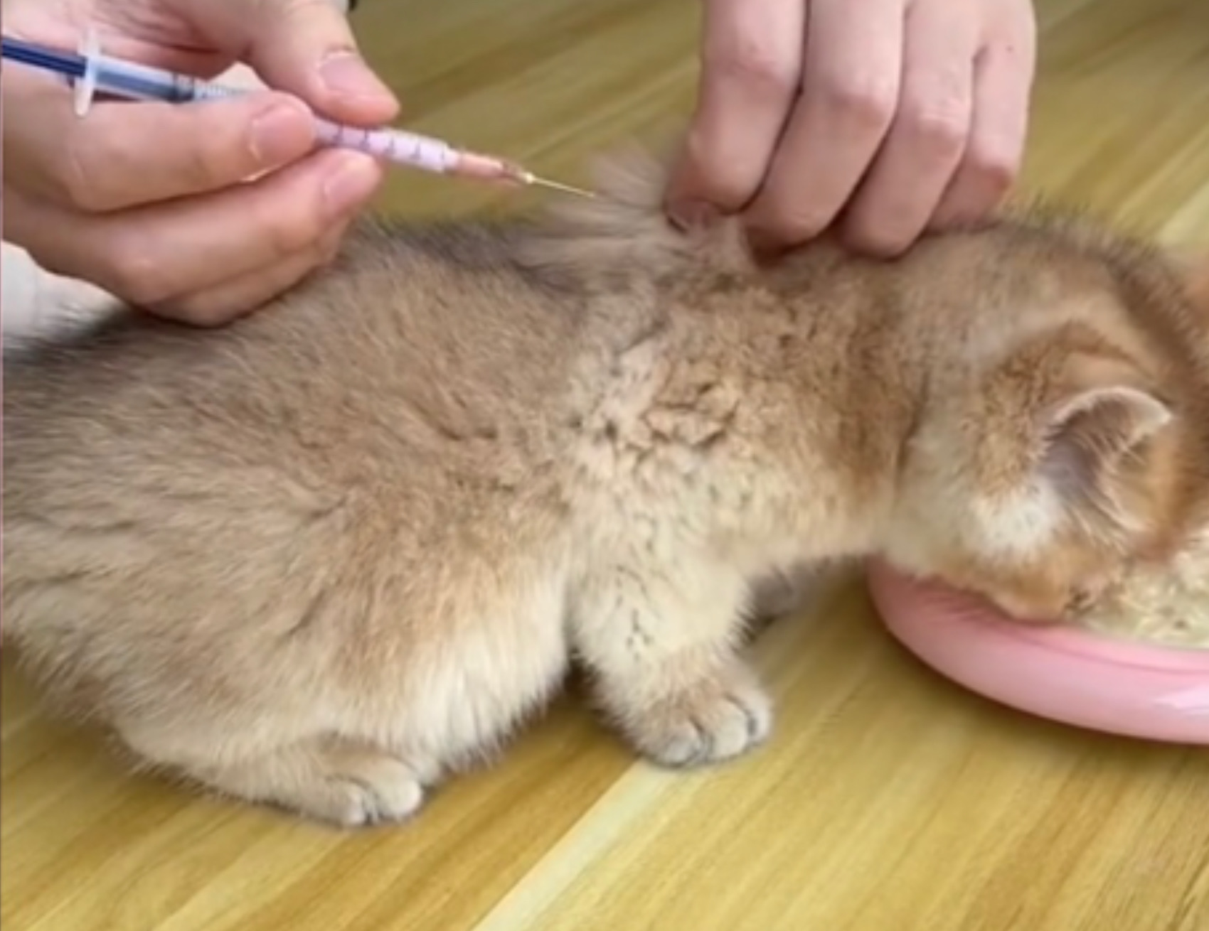 Gatto mangia tranquillamente