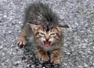Una donna riesce nell’impresa di riunire il piccolo gattino con la sua famiglia dopo averlo trovato per strada