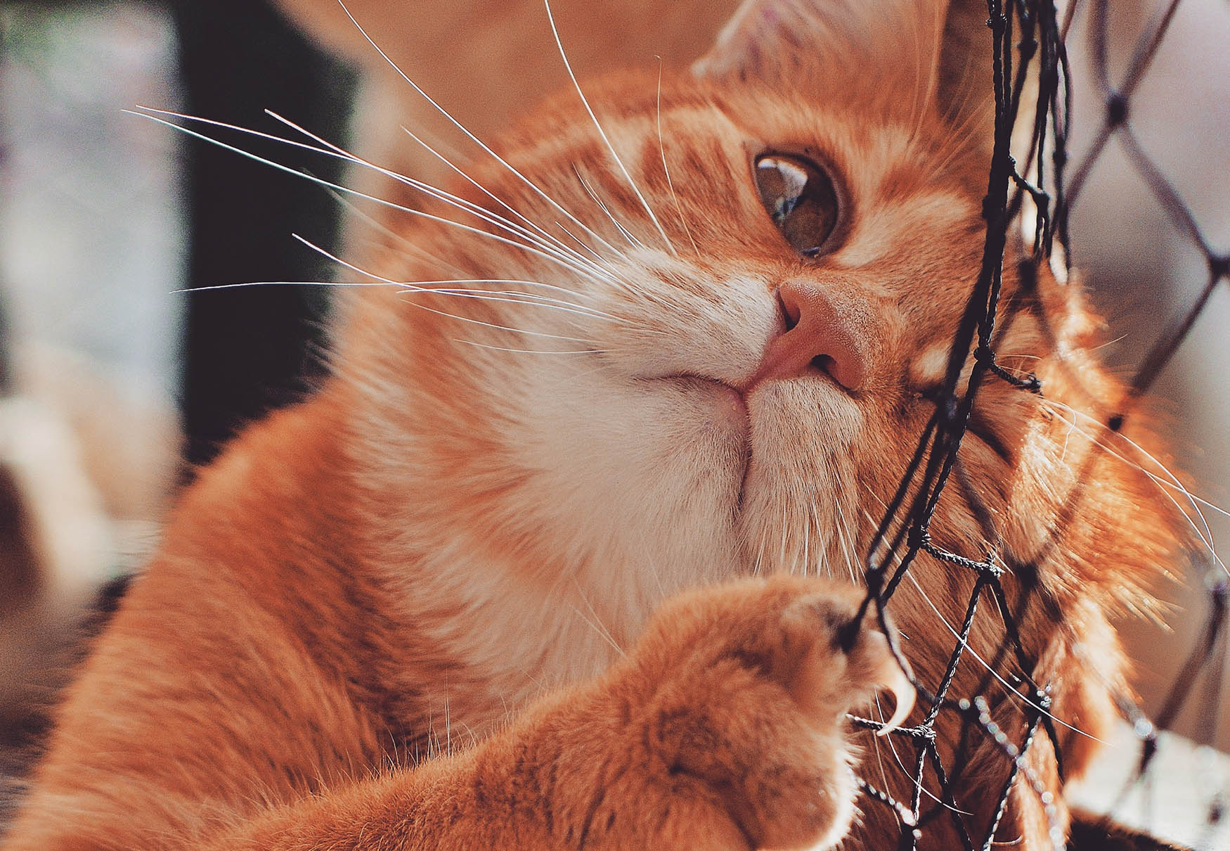 gatto che gioca con rete