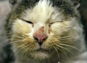 Vecchio e affamato, questo gatto ha chiesto aiuto per farsi togliere dalla strada