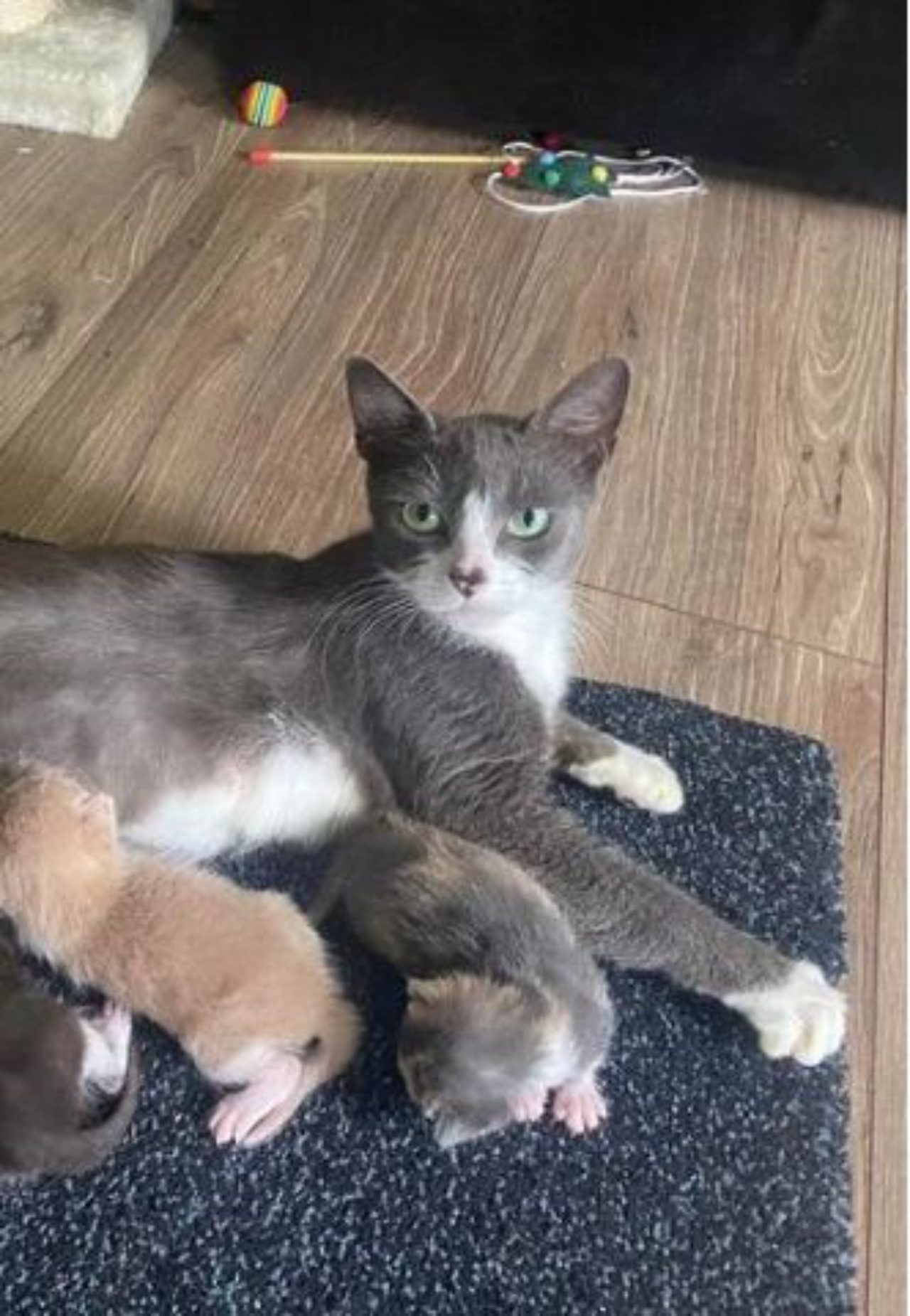Una gatta di nome Venus con due gattini orfani