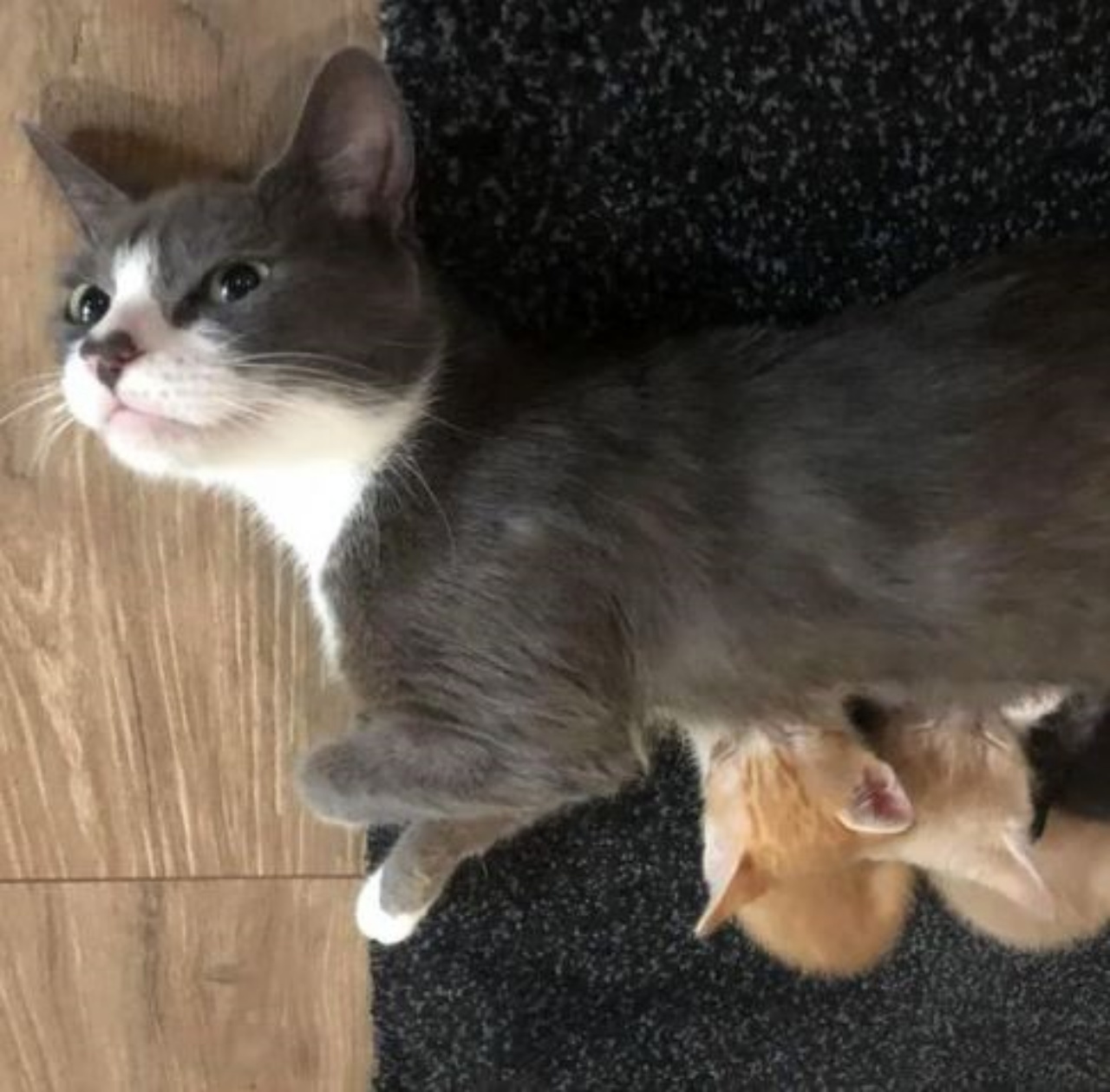 Una gatta che allatta dei gattini orfani