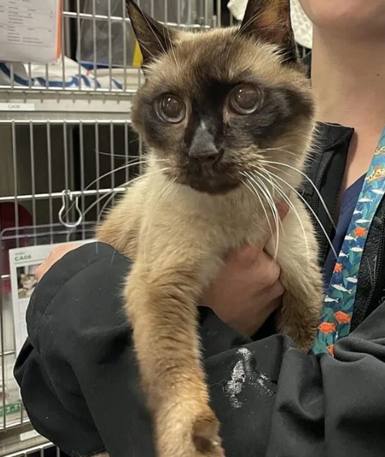 Un gatto siamese di nome Belzer