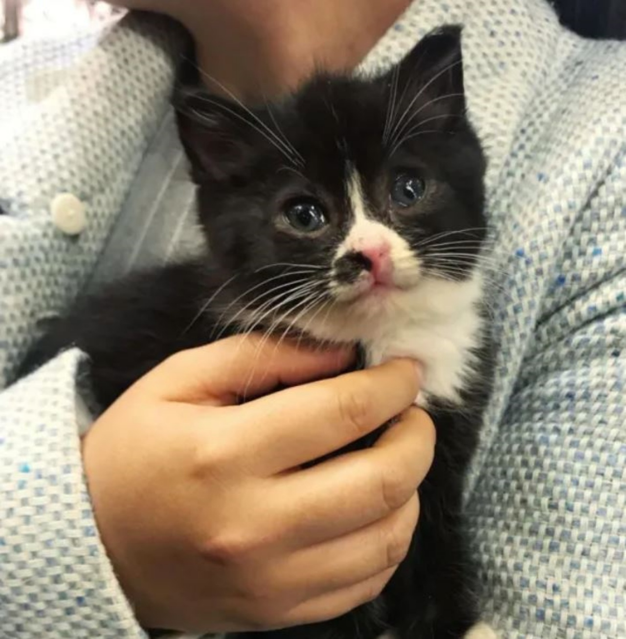 Un gattino bianco e nero