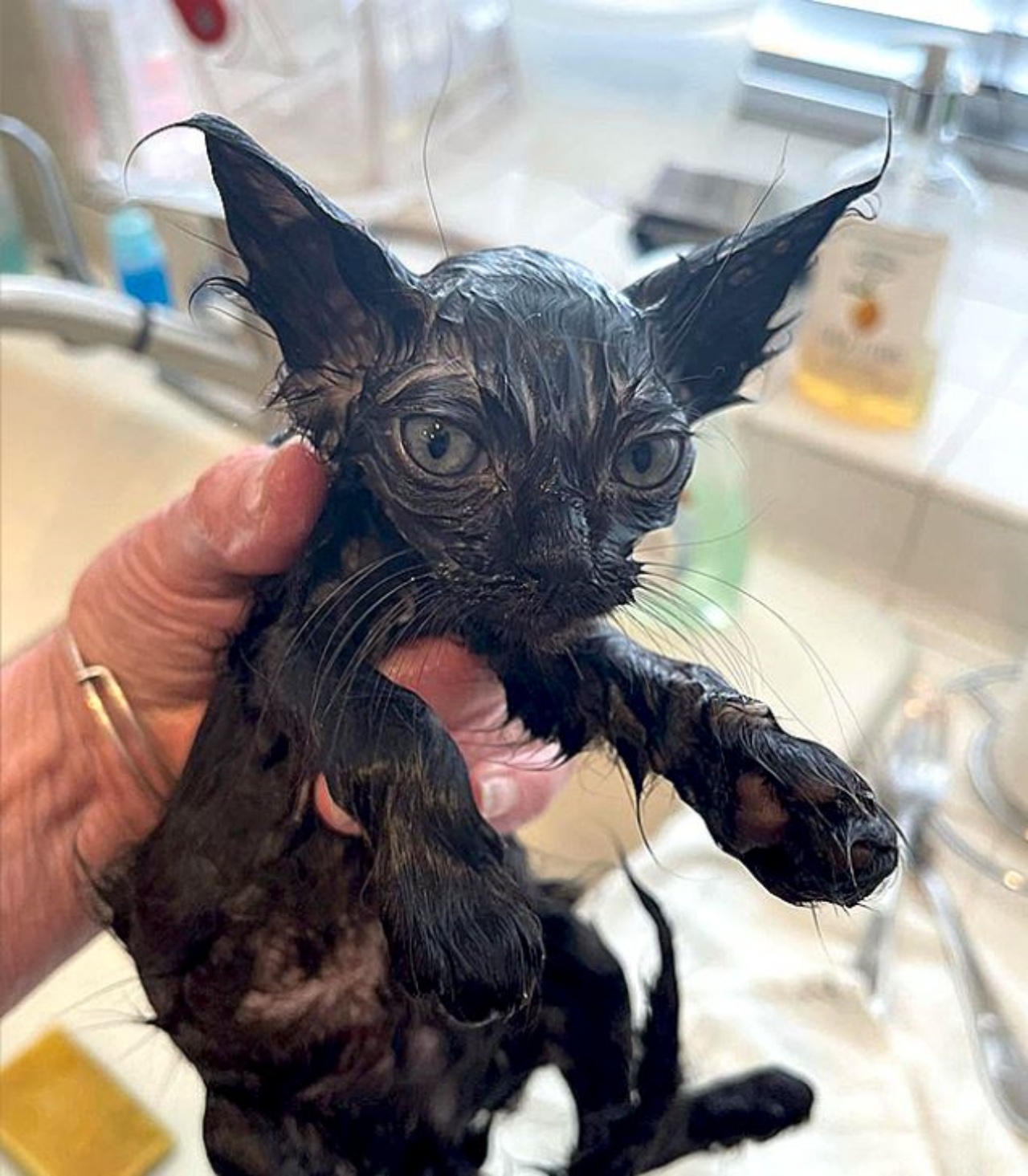 Un gatto nero bagnato 