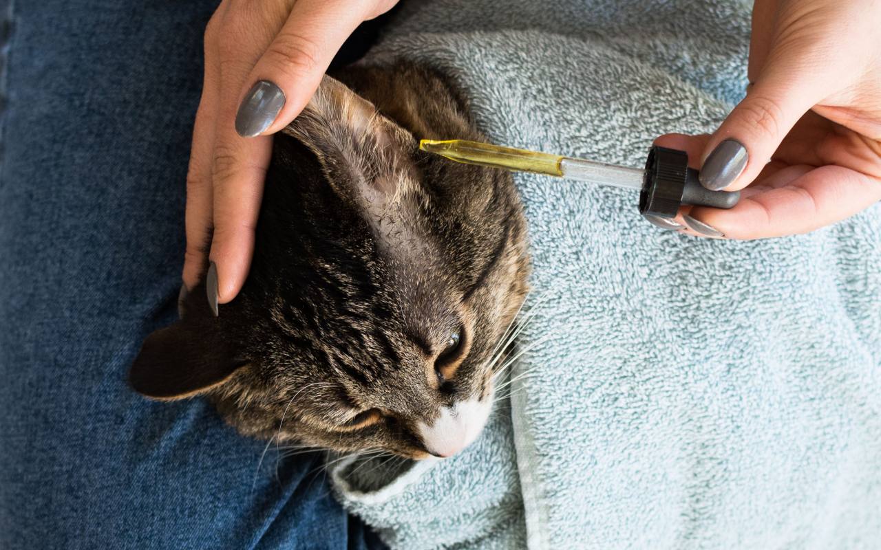 donna pulisce le orecchie del suo gatto con un prodotto specifico in olio