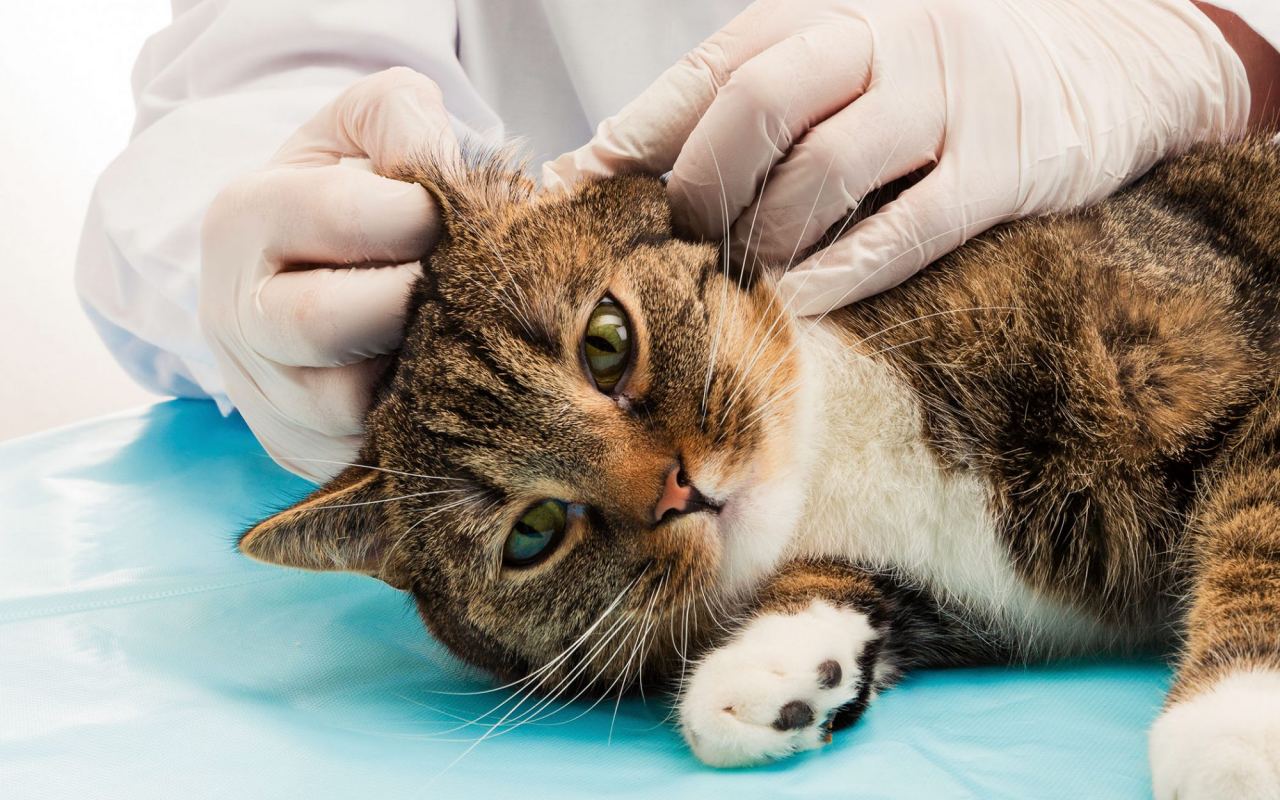 veterinario visita un gatto e gli controlla l'interno delle orecchie