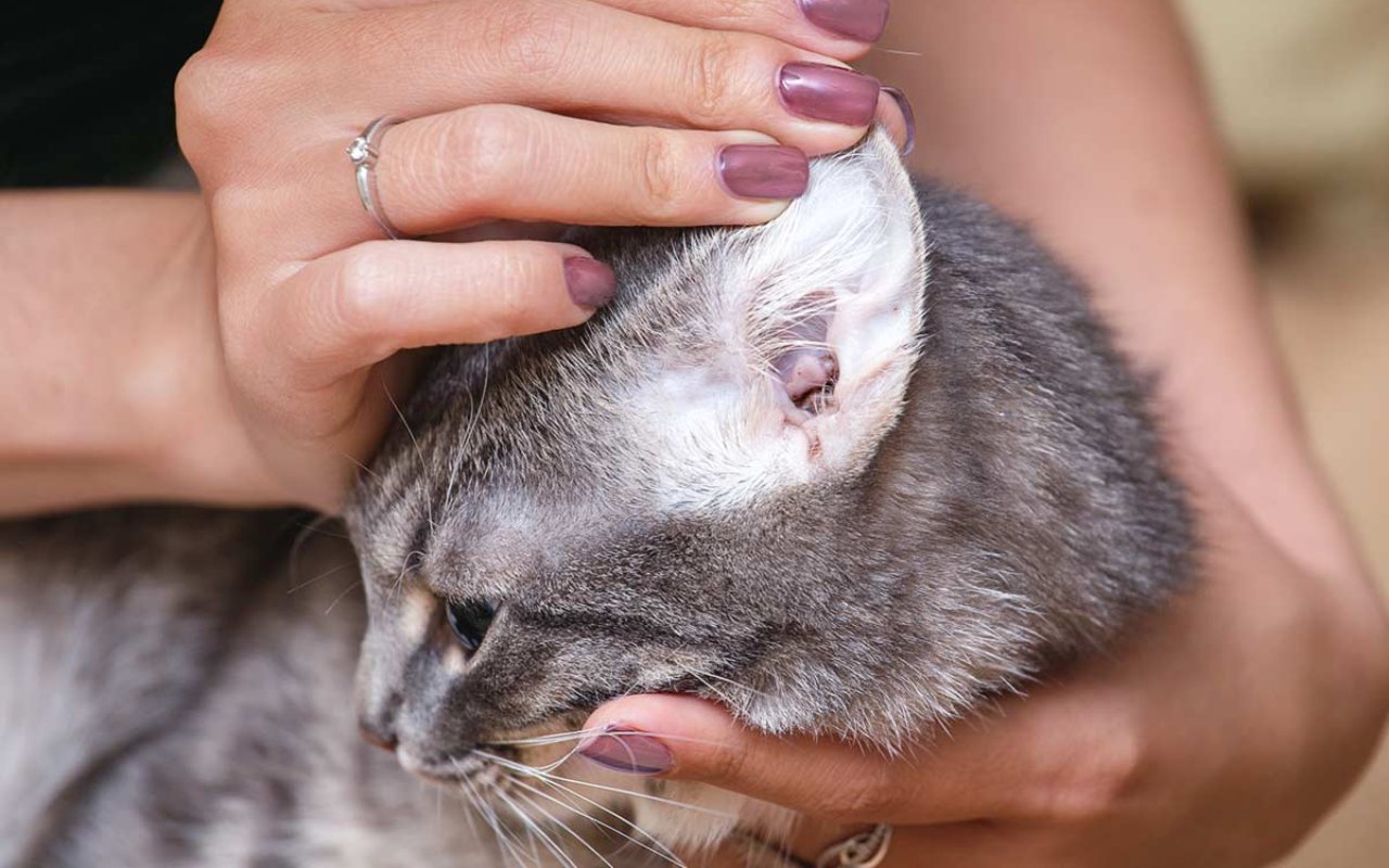 donna che controlla le orecchie del suo gatto domestico