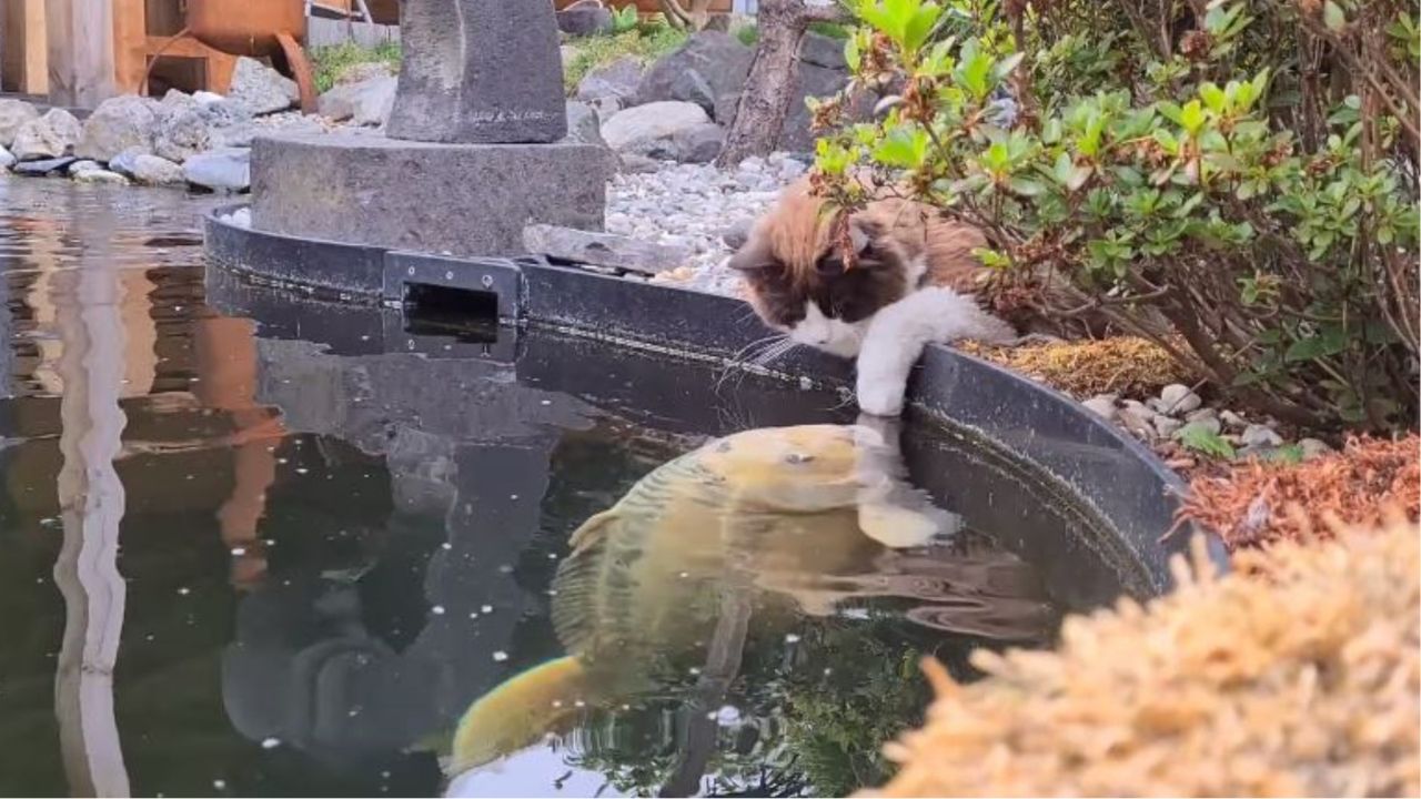 Un gatto di nome Timo con una carpa