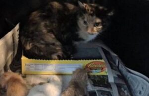 Con le ultime forze che le erano rimaste in corpo, questa gatta ha riscaldato i suoi amati gattini