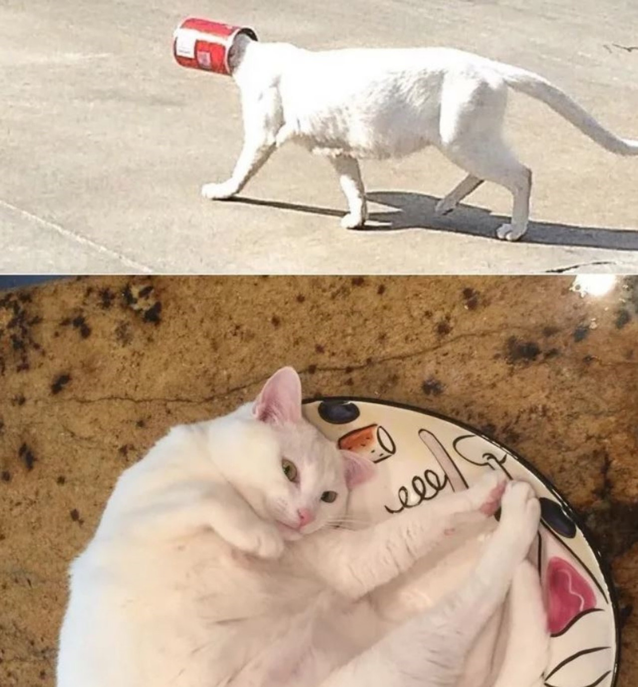 Una gatta bianca con una lattina in testa