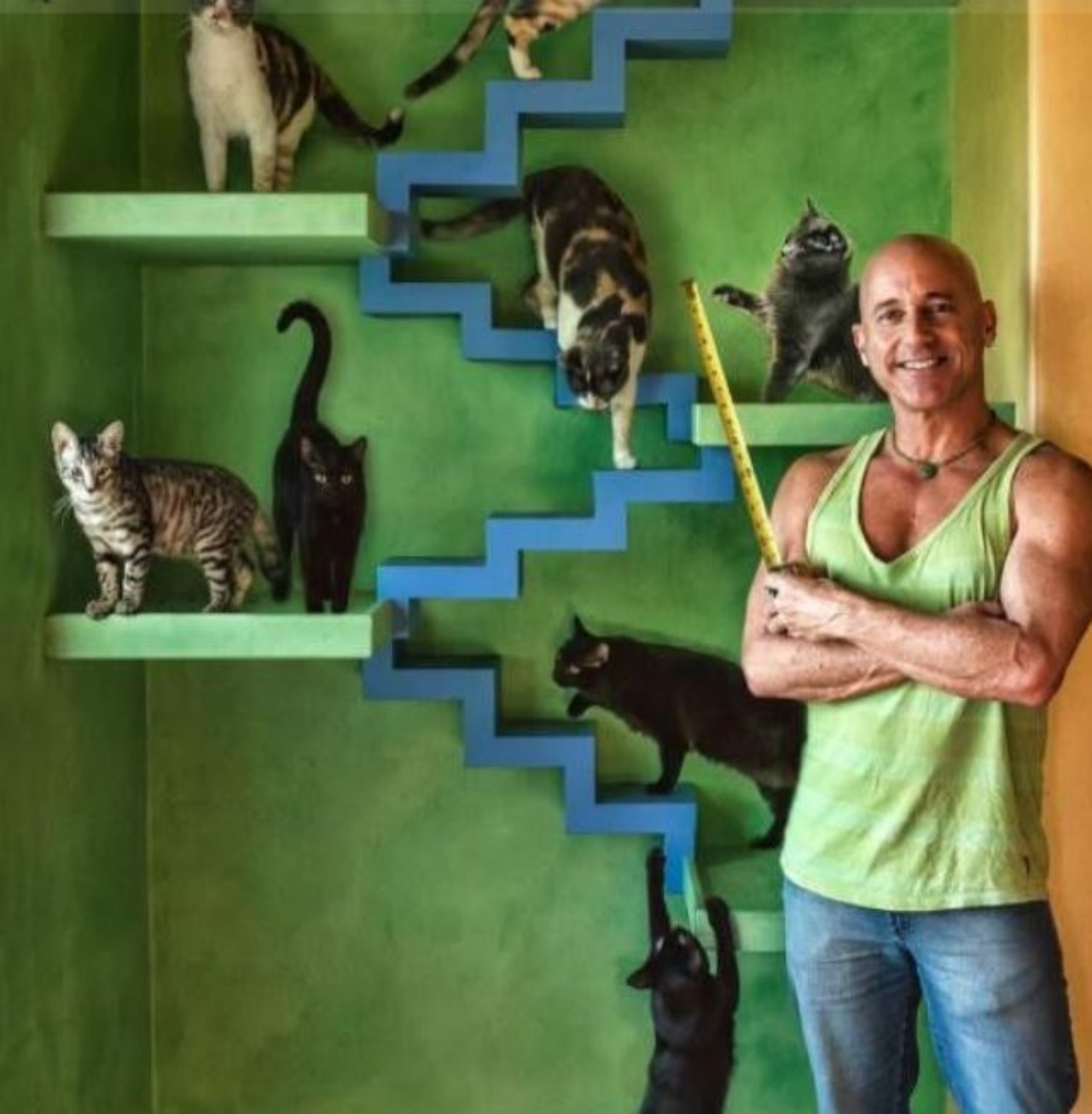 Peter con dei gatti che salgono su delle mensole