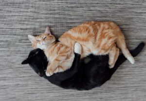 gatti abbracciati