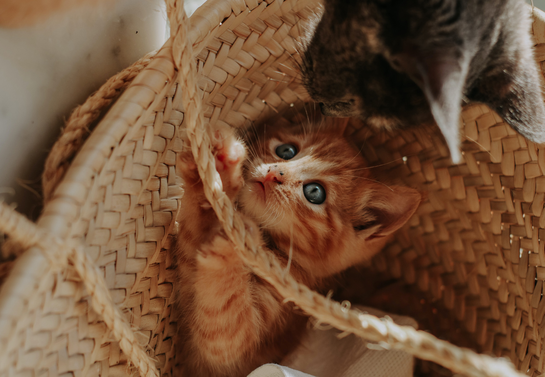 gattino nella cesta riceve visite