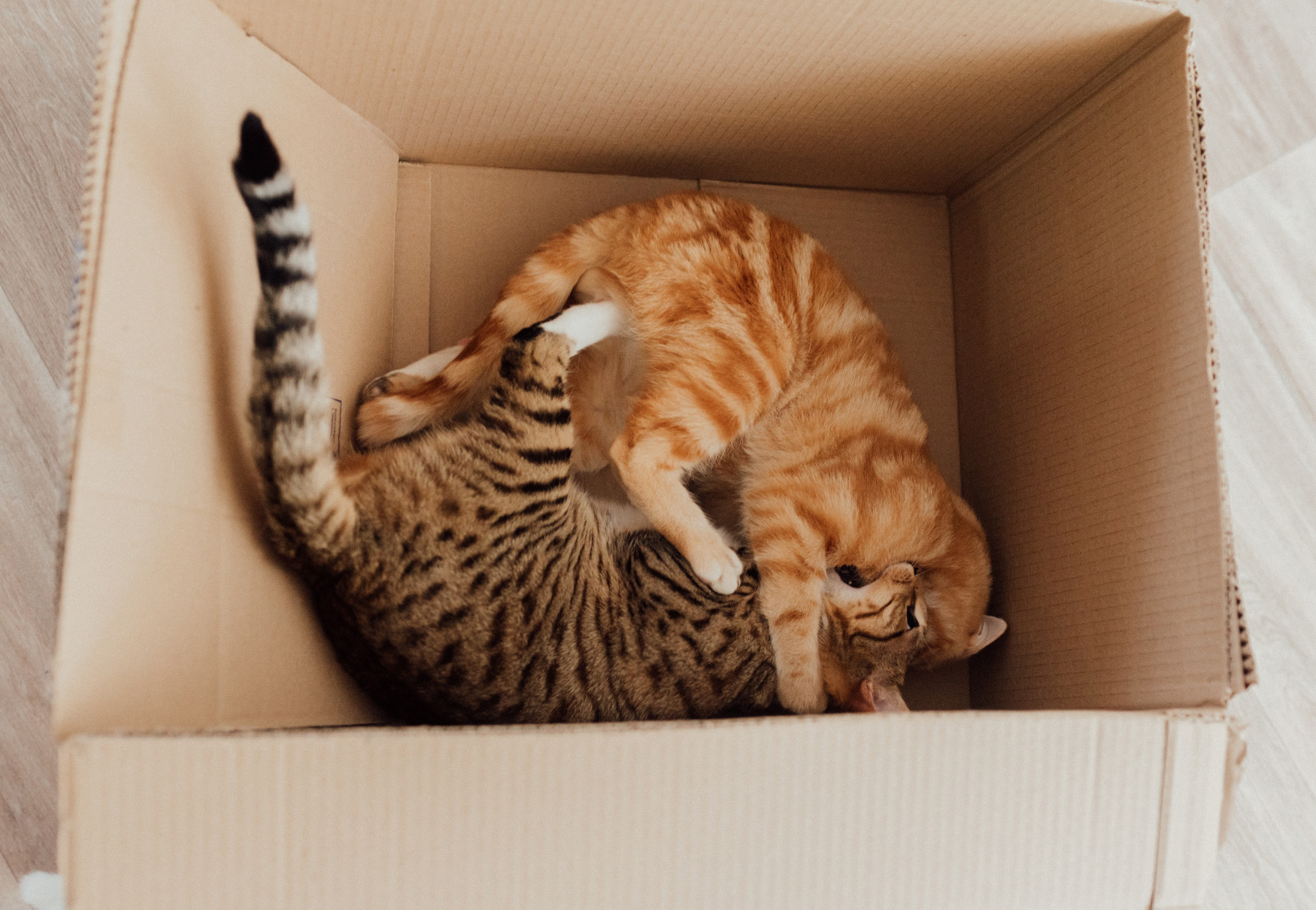 gatti nella scatola