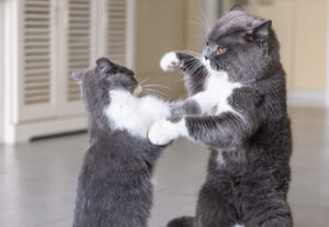 Gatti fratelli che litigano: come evitare che accada