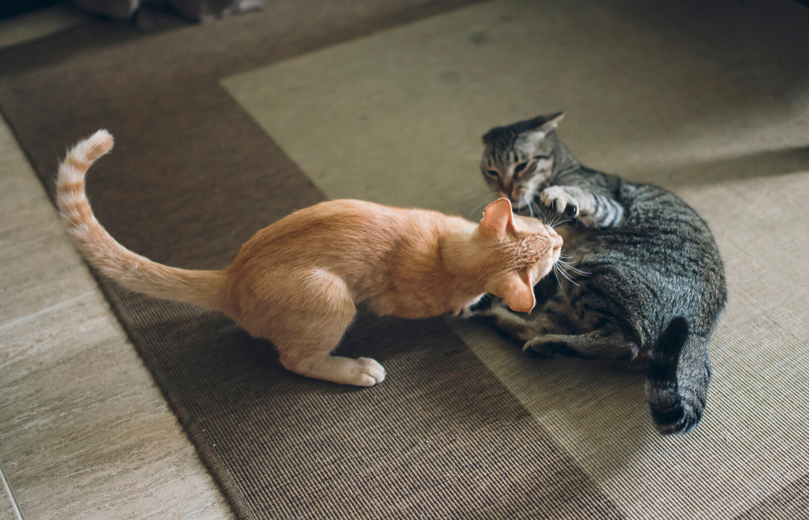 gatti rosso e grigio si azzuffano