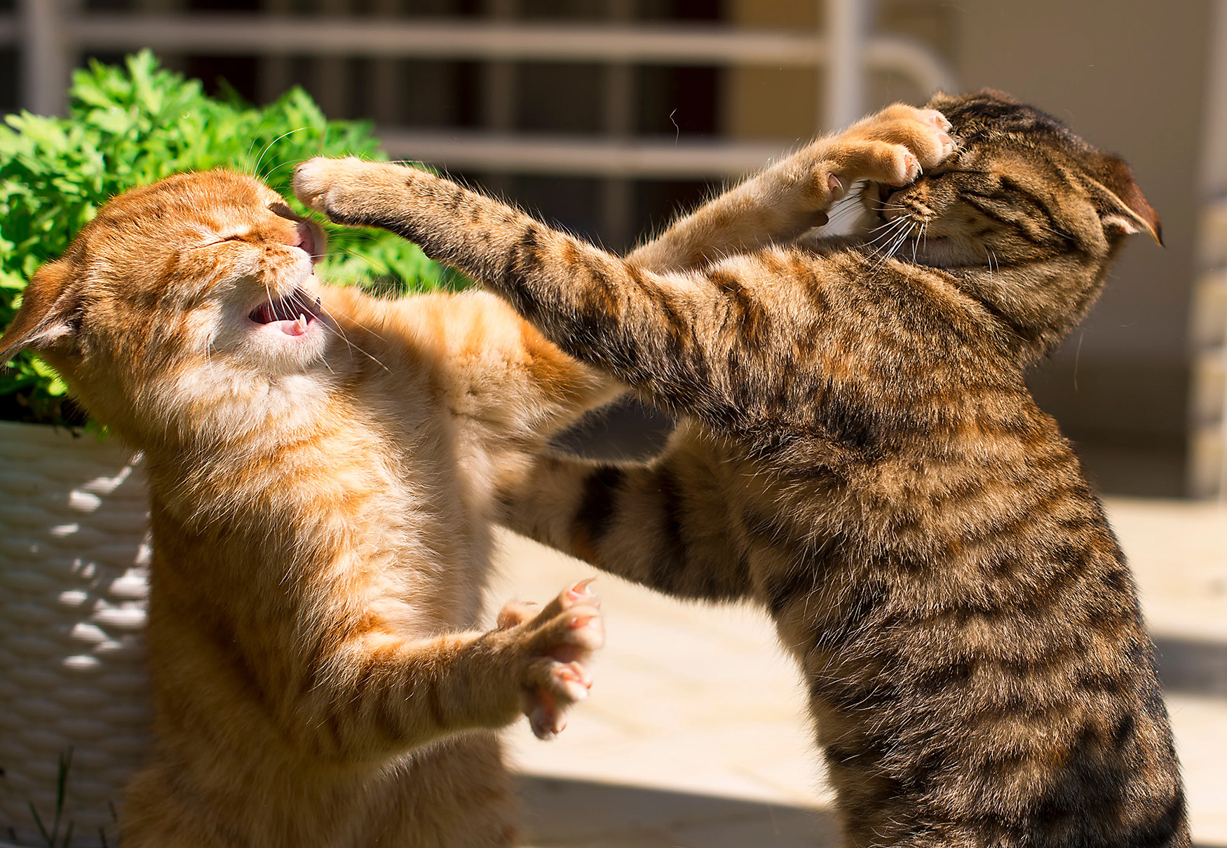 gatti che si azzuffano