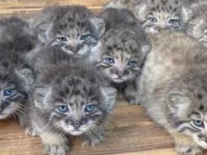 L’uomo ha trovato questo gruppo di gattini fuori dalla sua fattoria: poi ha scoperto quanto valevano