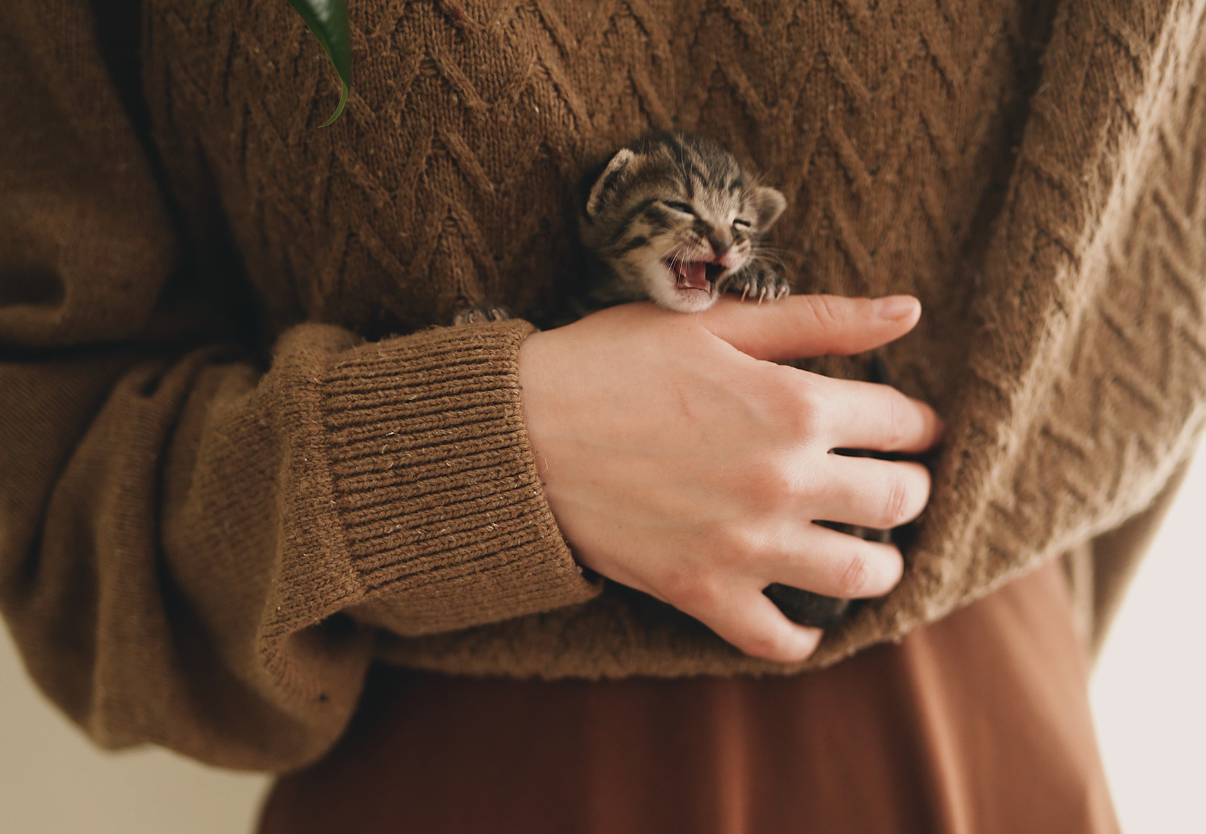 gattino vicino a maglione