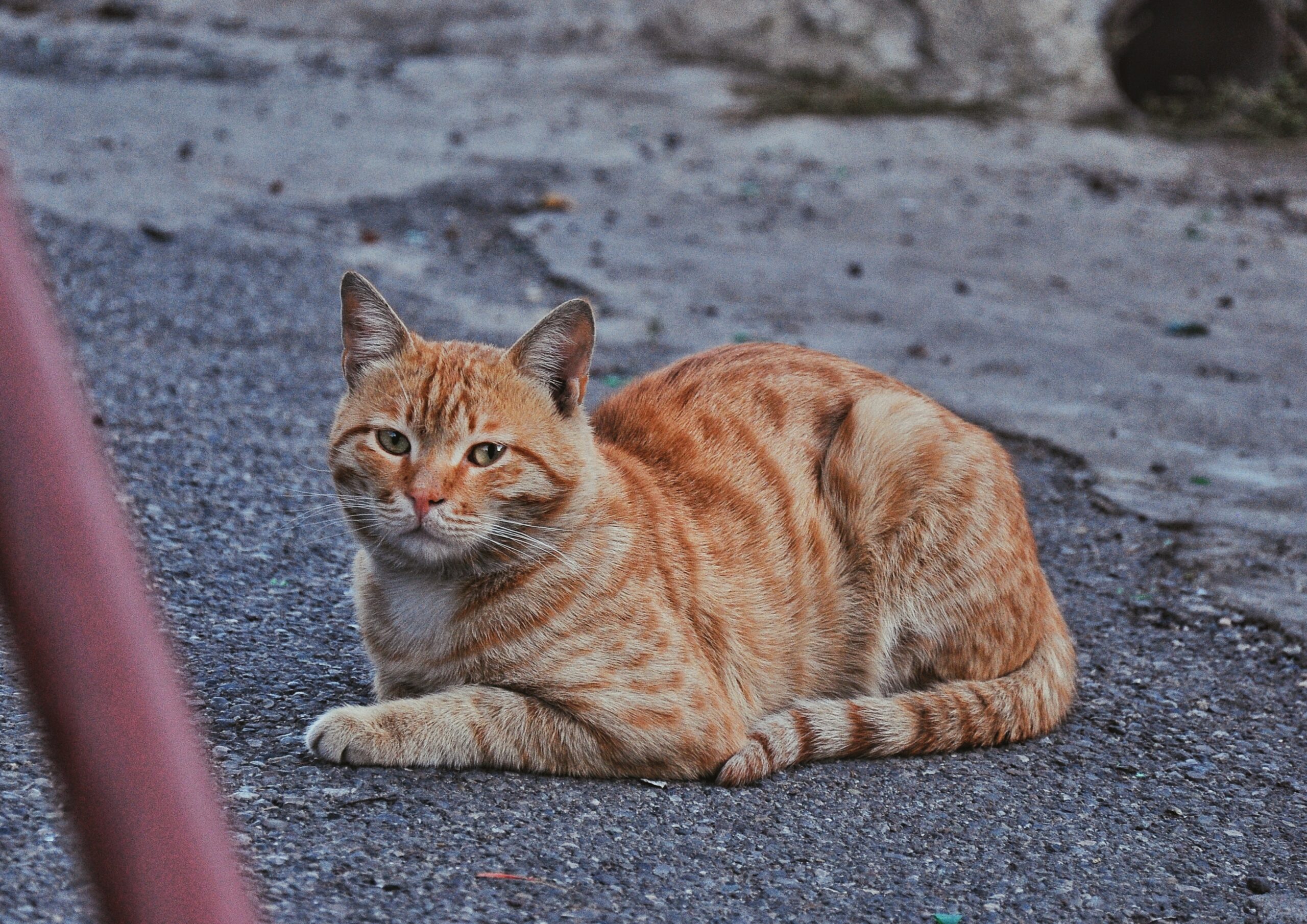 gatto per strada