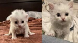 Cinque gattini appena nati erano in difficoltà: li hanno trovati ancora con i loro cordoni ombelicali