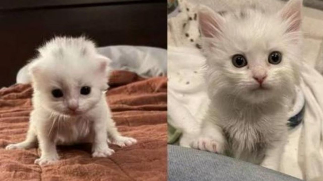 Dei gattini molto piccoli dal pelo bianco