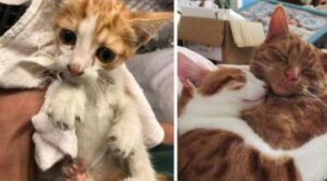 Un gattino salvato dal motore di un’auto ha trovato una nuova casa e due fratellini