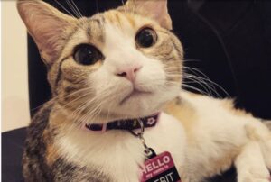 Questi due gattini sono diventati virali per i loro nomi e per la loro “assunzione”