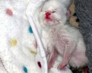 Questo gattino è nato per strada, nessuno sa quale malattia abbia e quale sarà il suo destino