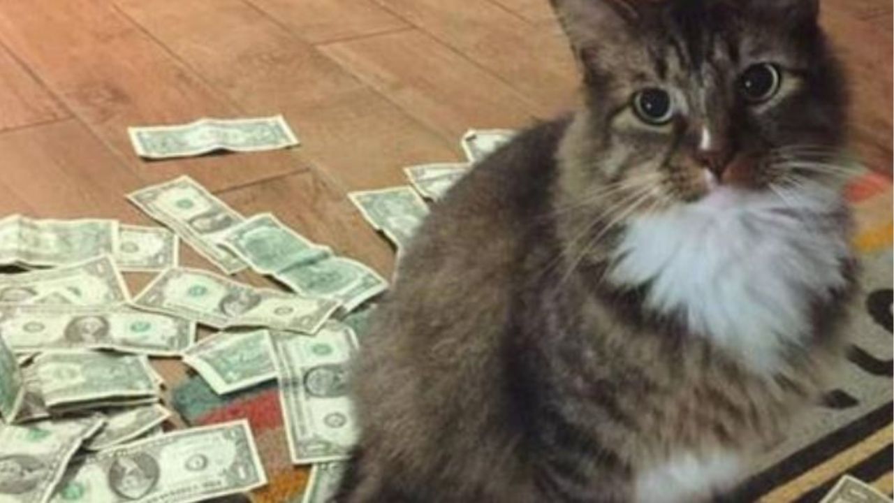 Un gatto con dei soldi vicino
