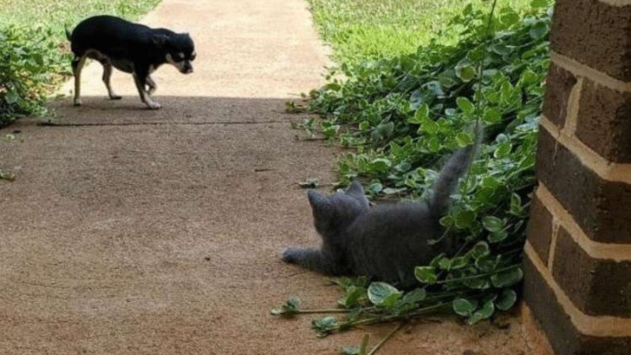 cane e gatto