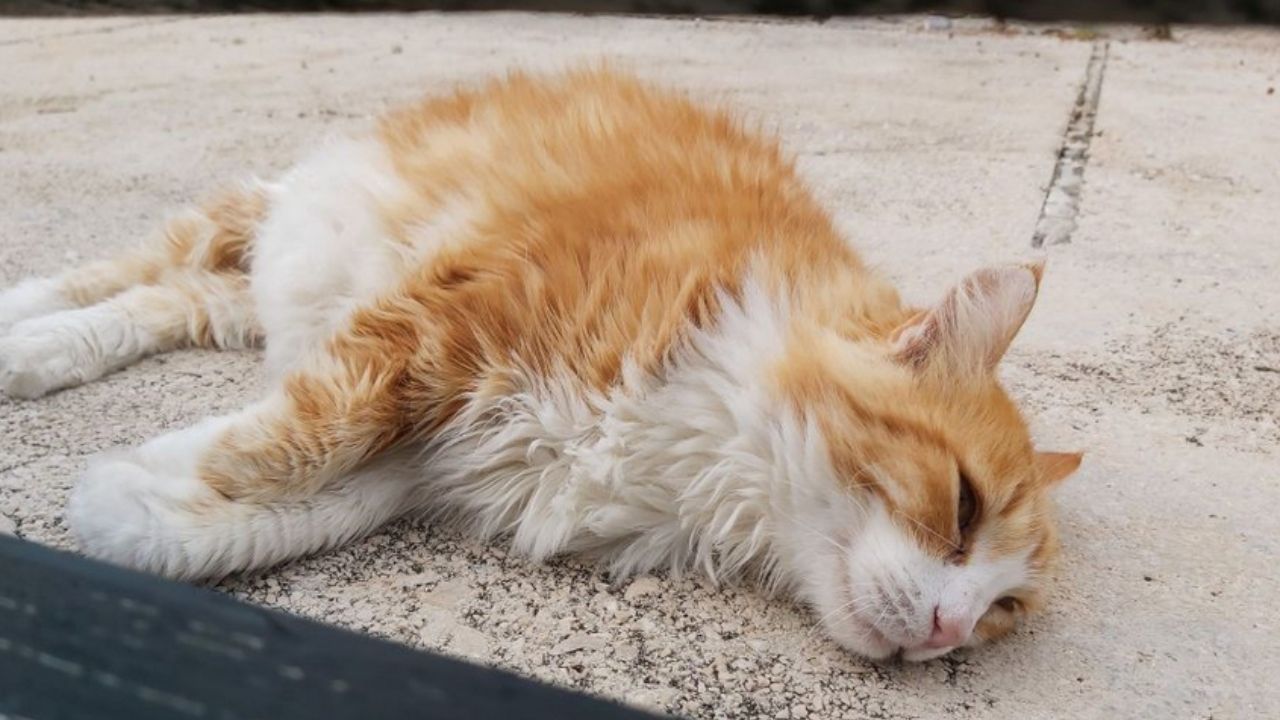 gatto a terra poggiato su un fianco