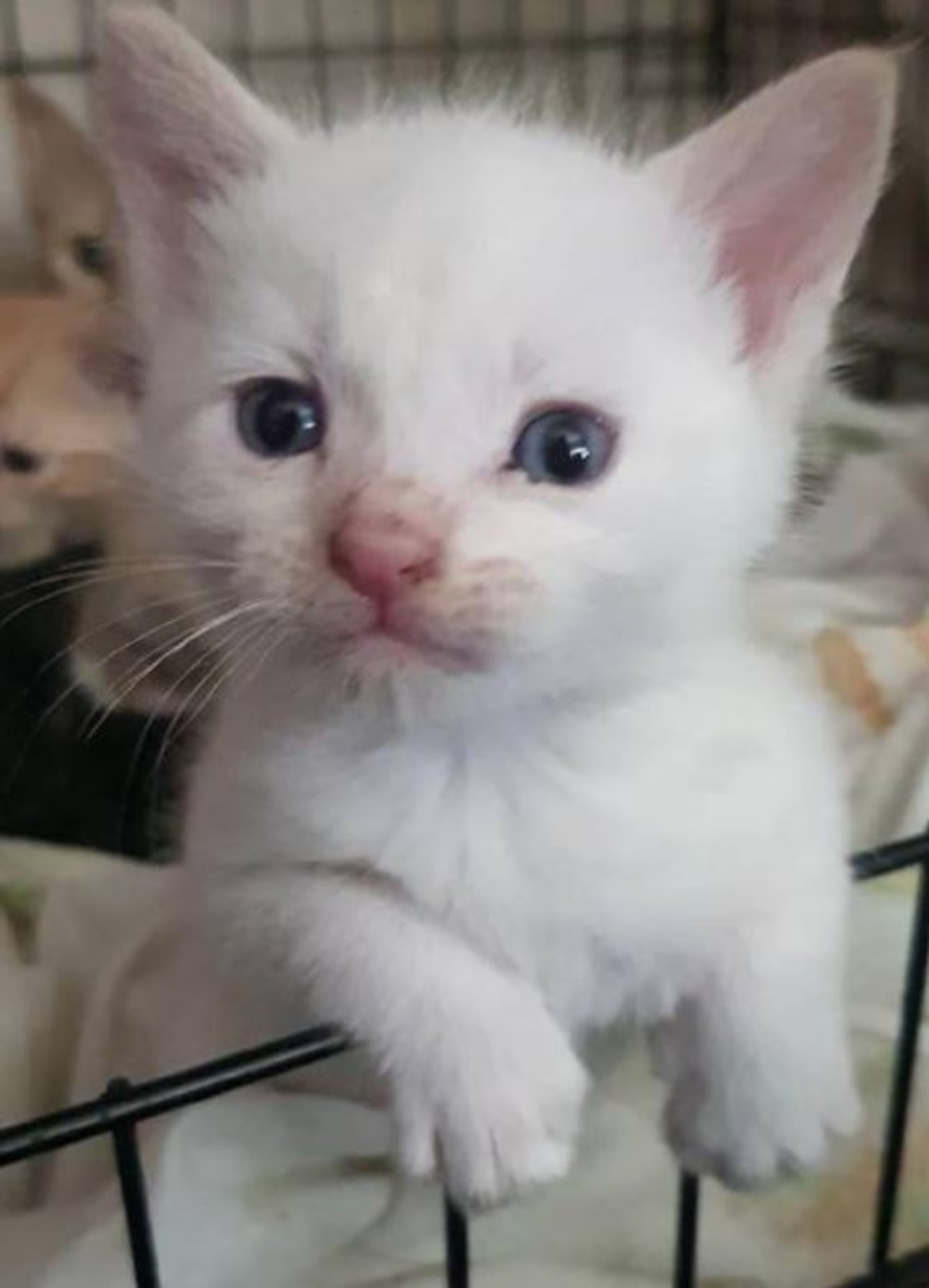 un gattino dal pelo bianco di nome Lucky