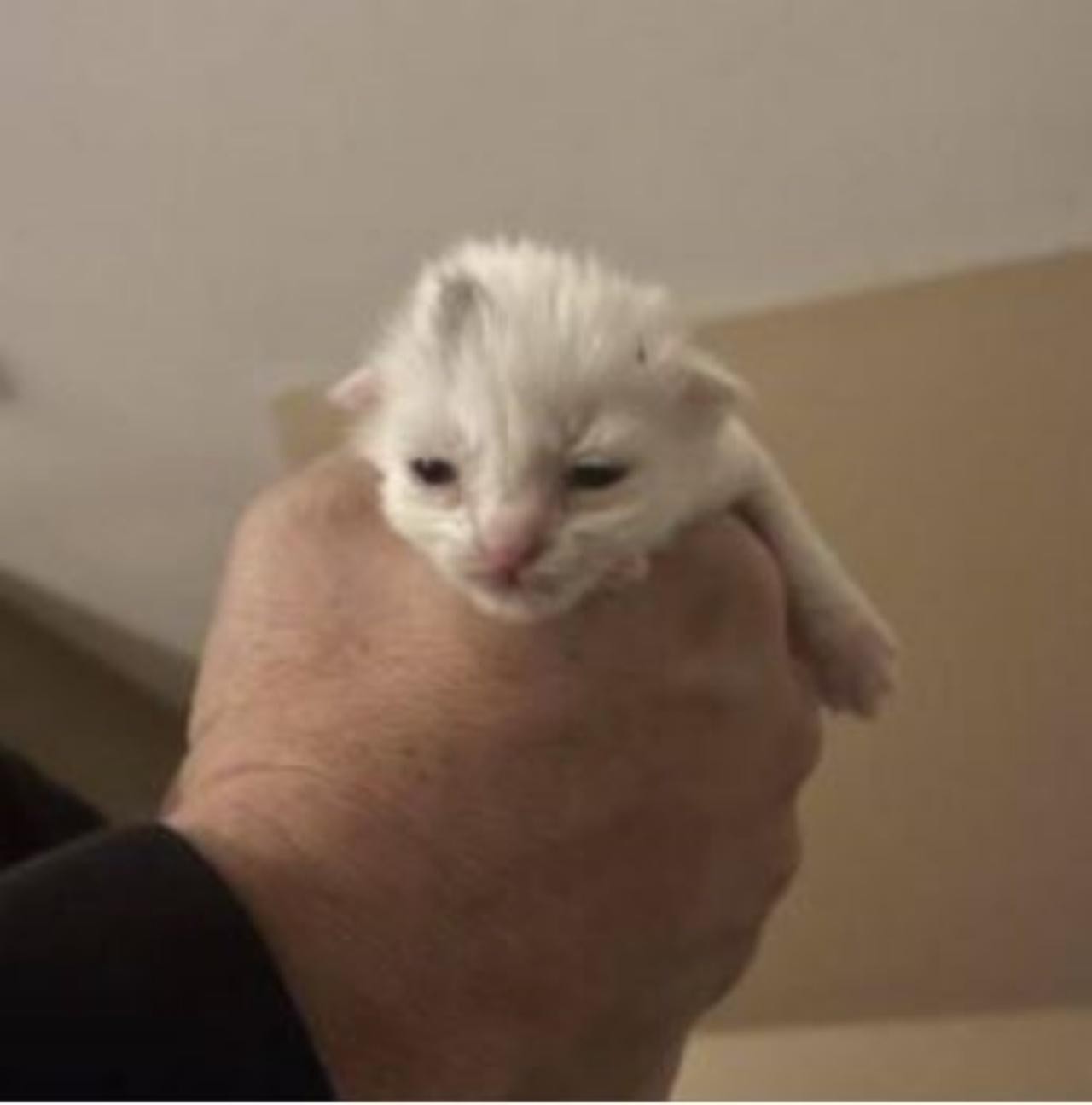 Un gattino nato da poco