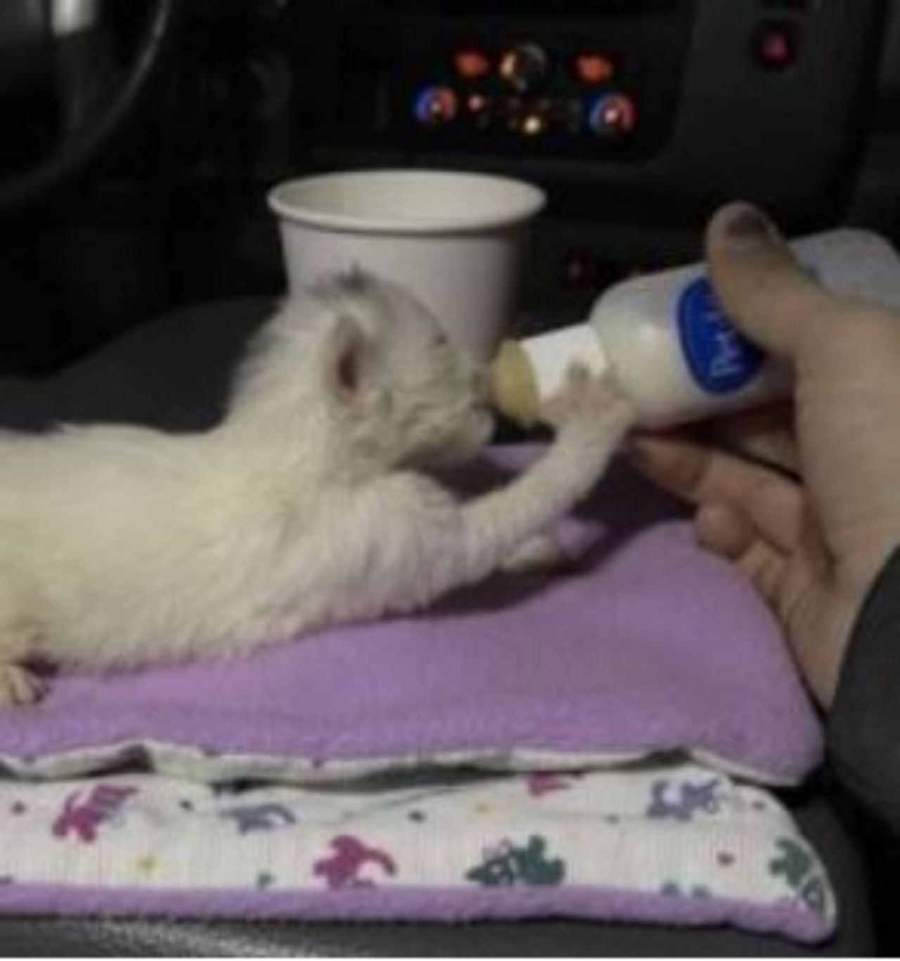 un gattino piccolo che beve latte